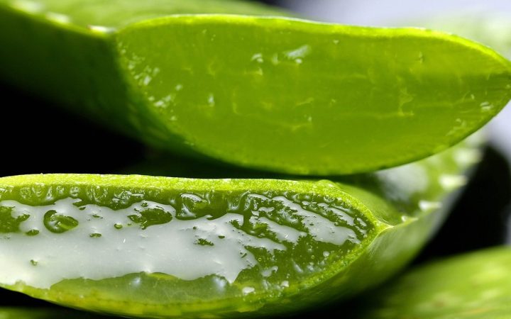 Aloe Vera Nedir? Faydaları, Bakımı ve Kullanım Rehberi