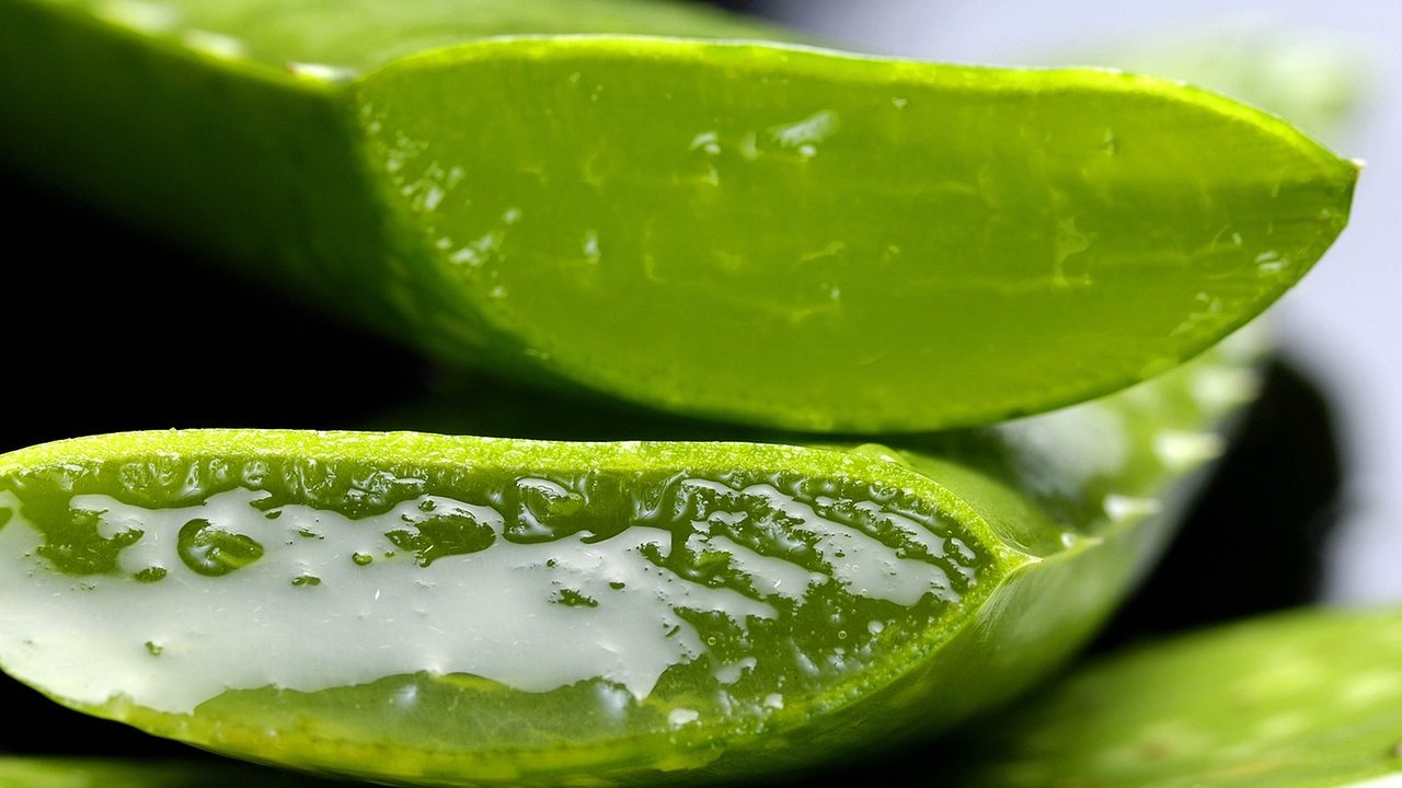 Aloe vera bitkisi yaprakları ve doğal şeffaf jel özü