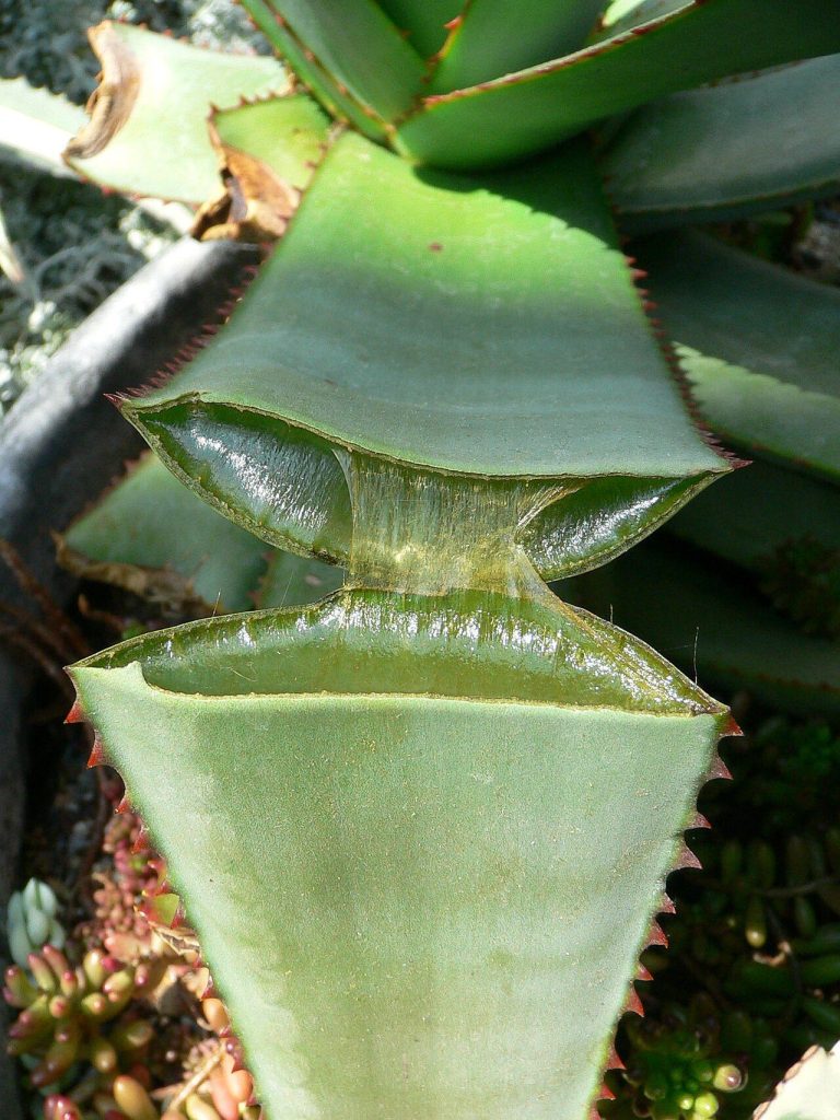 Aloe Vera Nedir? Faydaları, Bakımı ve Kullanım Rehberi
