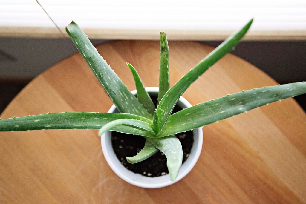 Aloe Vera Nedir? Faydaları, Bakımı ve Kullanım Rehberi