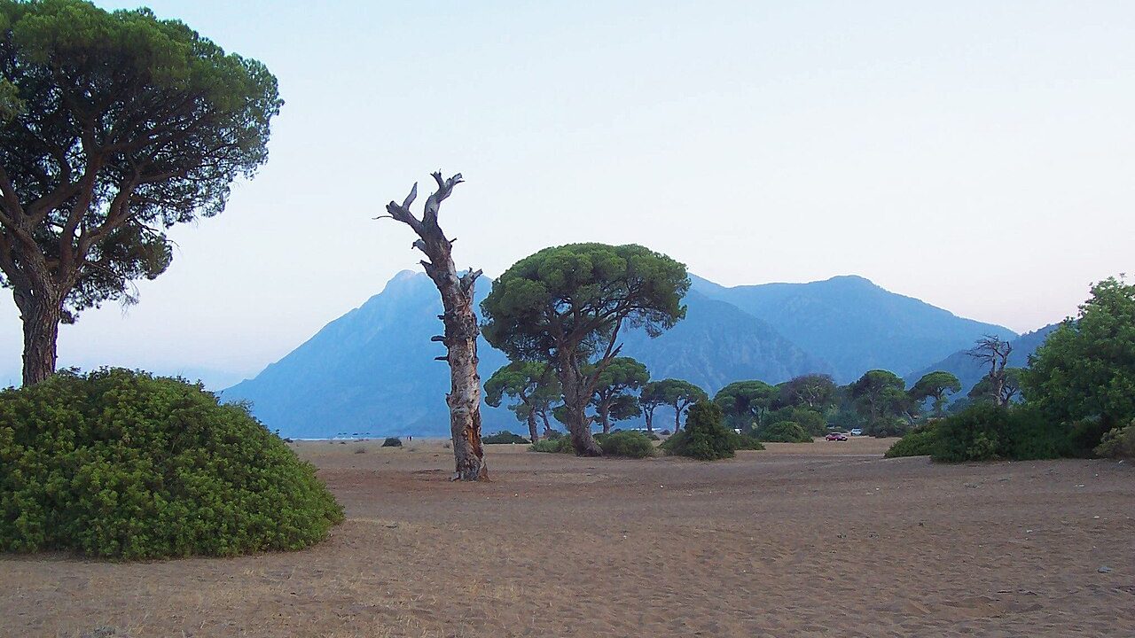 Antalya kamp alanları kıyısında çam ağaçları ve deniz manzarası